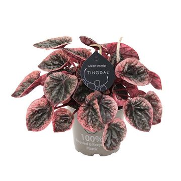 Peperomia caperata ABRICOS