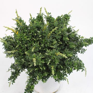Cytisus racemosus