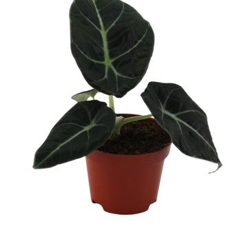 Alocasia 'Black Velvet'