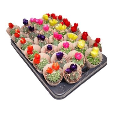 Cactus MIX