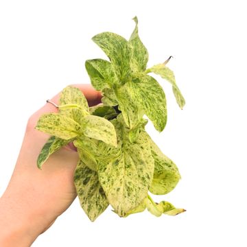 Rhaphidophora korthalsii