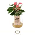 Anthurium PINK CHAMPION
