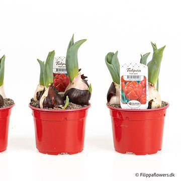 Tulipa 'Flash Point'