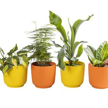 Plantas o interior MIX