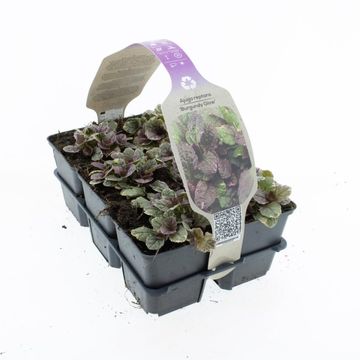Ajuga reptans 'Burgundy Glow'