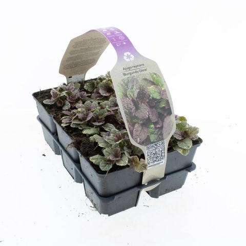 Ajuga reptans 'Burgundy Glow'
