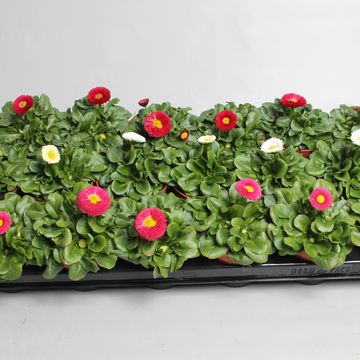 Bellis perennis MIX