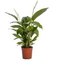 Spathiphyllum 'Sweet Lauretta'