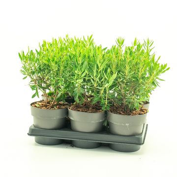 Kalmia angustifolia 'Rubra'