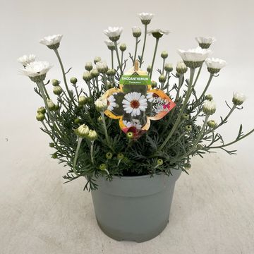 Rhodanthemum 'Casablanca'