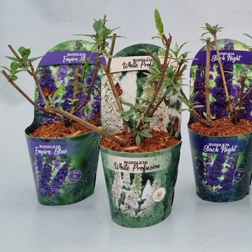 Buddleja davidii MIX