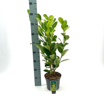 Prunus laurocerasus 'Rotundifolia'