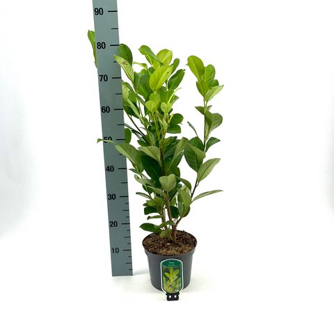 Prunus laurocerasus 'Rotundifolia'