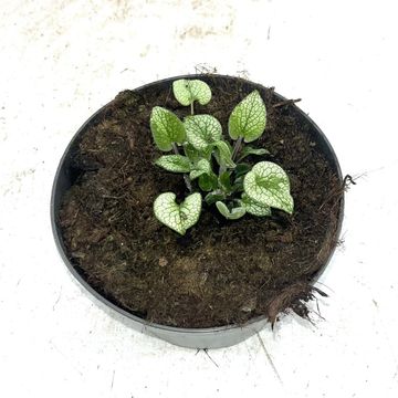 Brunnera macrophylla 'Sterling Silver'