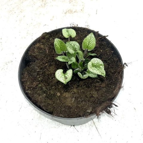 Brunnera macrophylla 'Sterling Silver'