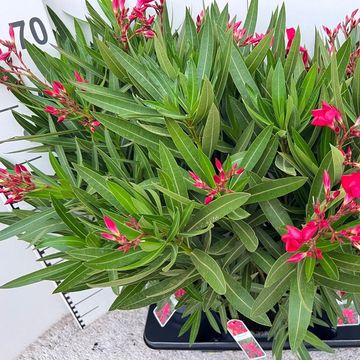 Nerium oleander