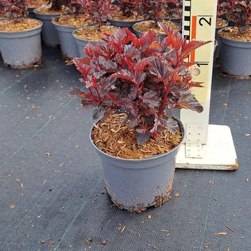 Physocarpus opulifolius ALL BLACK