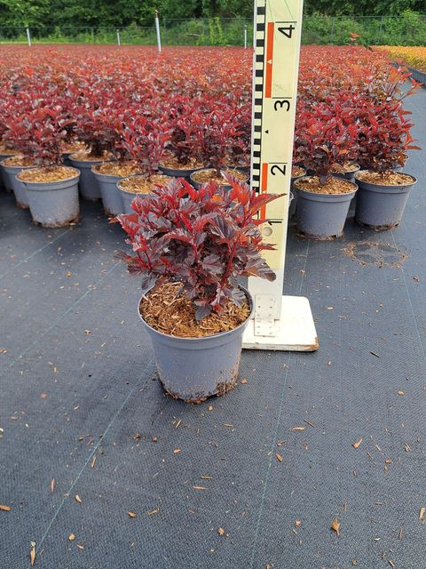 Physocarpus opulifolius ALL BLACK