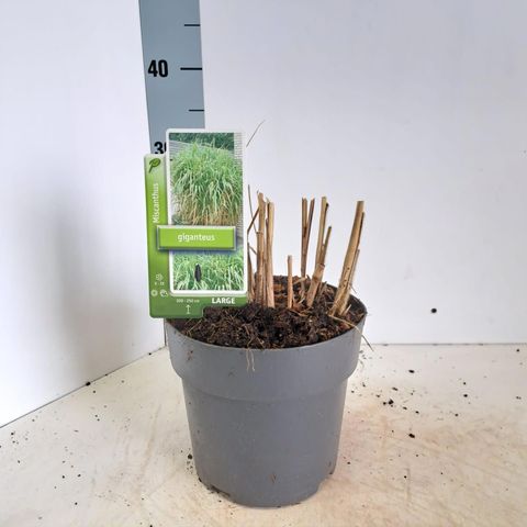 Miscanthus x giganteus
