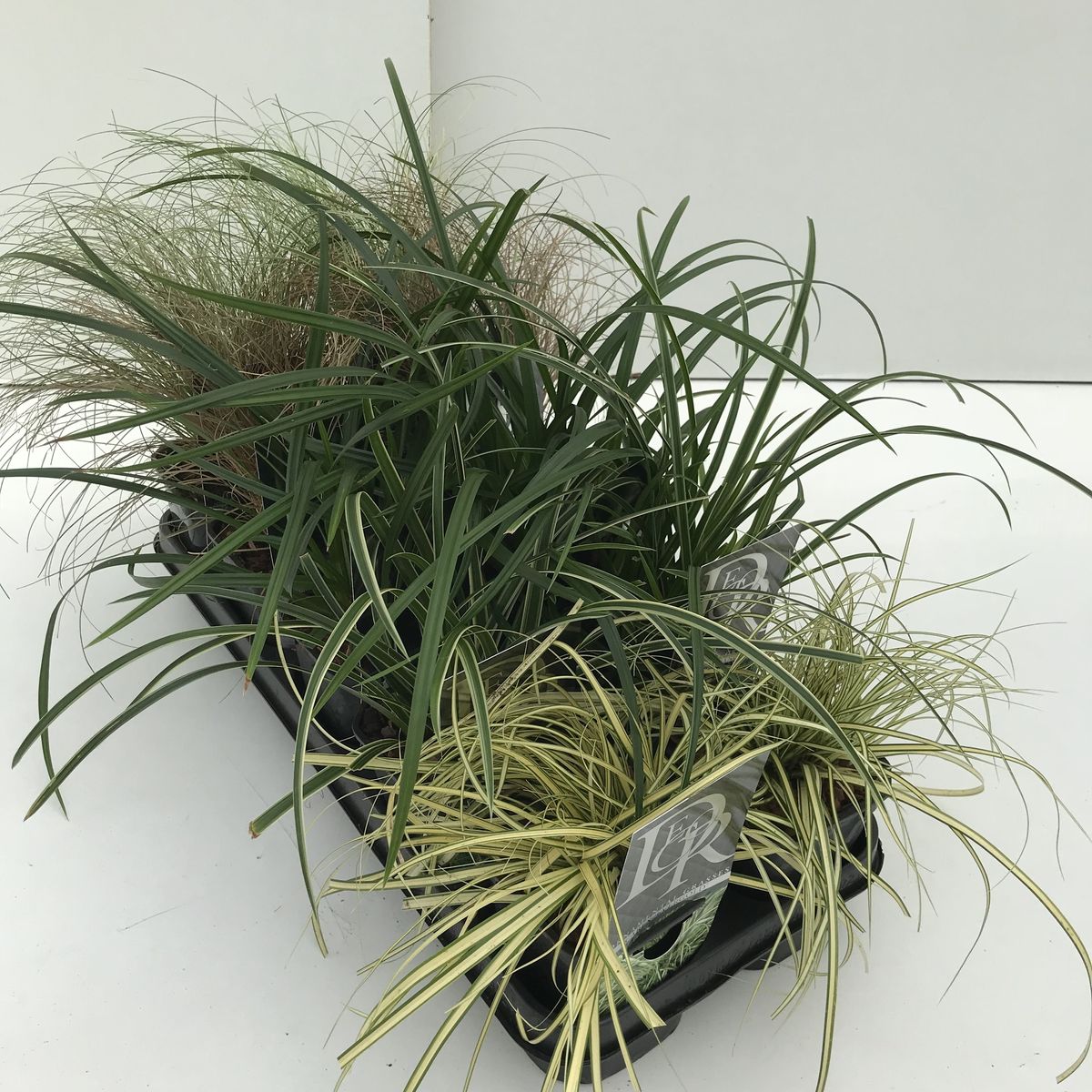 Carex MIX — Pflanzengroßhandel FlorAccess