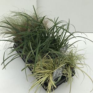 Carex MIX