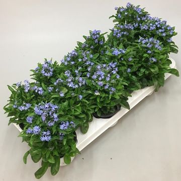 Myosotis sylvatica 'Mon Amie Blue'