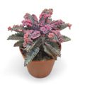Kalanchoe daigremontiana 'Pink Butterflies'