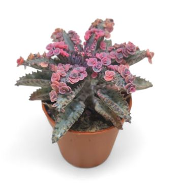 Kalanchoe daigremontiana 'Pink Butterflies'