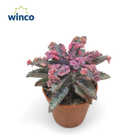 Kalanchoe daigremontiana 'Pink Butterflies'