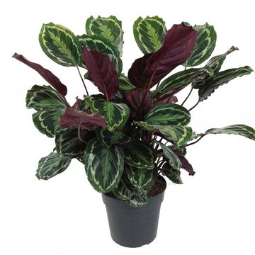 Calathea 'Medallion'