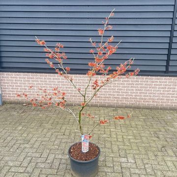 Hamamelis x intermedia 'Ruby Glow'