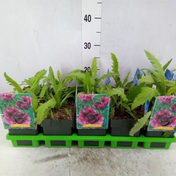 Papaver orientale 'Harlem'