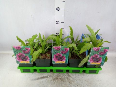 Papaver orientale 'Harlem'