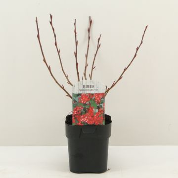 Ribes sanguineum 'King Edward VII'