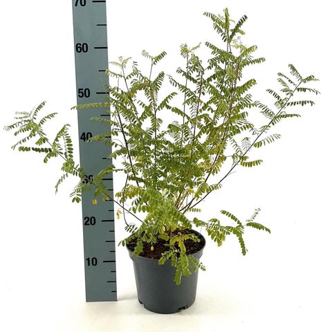 Indigofera heterantha