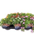 Delosperma nubigenum WHEELS OF WONDER MIX