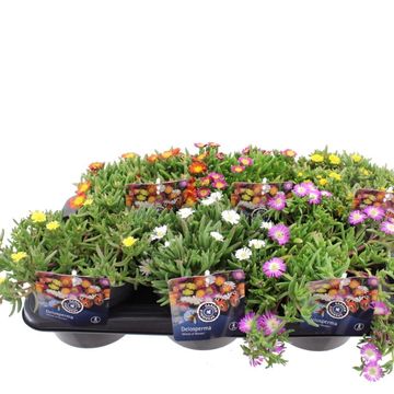 Delosperma nubigenum WHEELS OF WONDER MIX