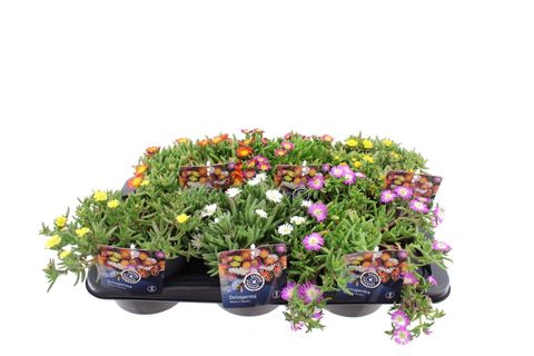 Delosperma nubigenum WHEELS OF WONDER MIX