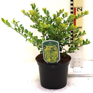 Ilex crenata 'Golden Gem'