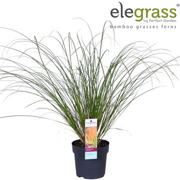 Carex testacea PRAIRIE FIRE COLORGRASS