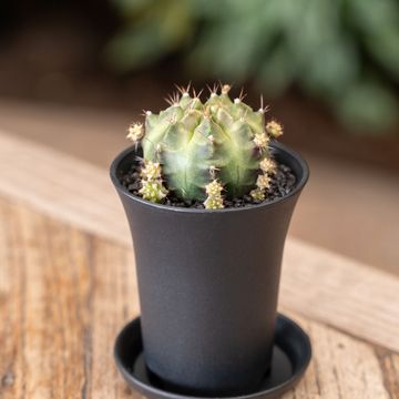 Gymnocalycium CACTUS WHEEL