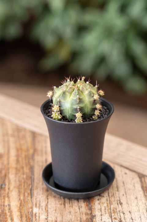 Gymnocalycium CACTUS WHEEL