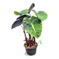 Colocasia 'Hybrid Mojito Revolution'