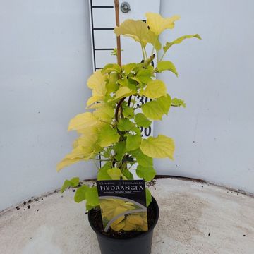 Hydrangea petiolaris BRIGHT SIDE