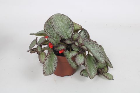 Episcia cupreata 'Pink Acajou'