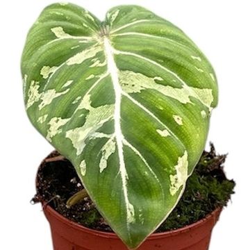 Philodendron gloriosum 'Snow Leopard'