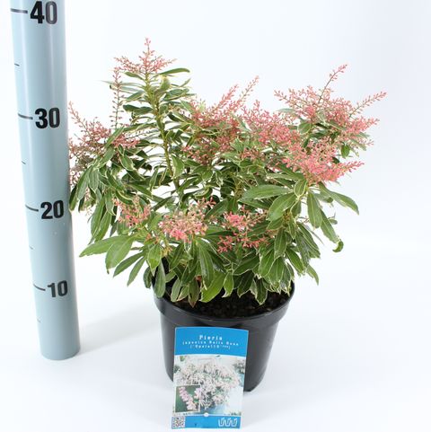 Pieris japonica RALTO ROSE