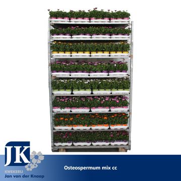 Osteospermum MIX