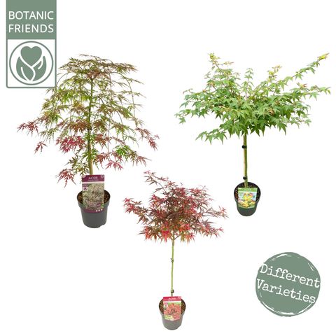 Acer palmatum MIX