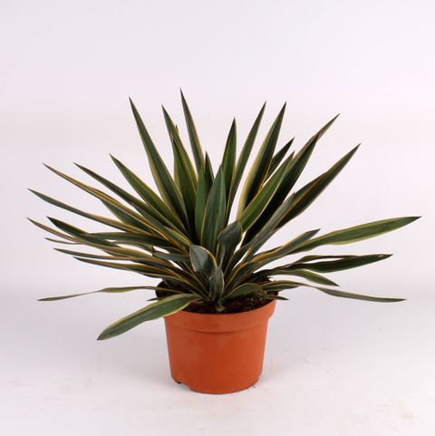 Yucca gloriosa 'Variegata'